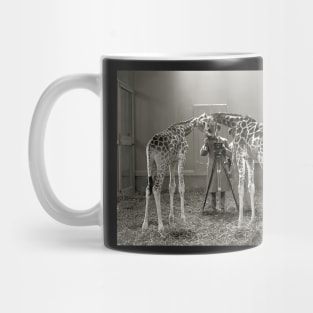 Giraffe Portrait, 1926. Vintage Photo Mug